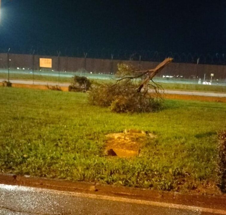 Albero abbattuto dal vento all'aeroporto di Trapani